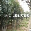 紅葉石楠 紅葉石楠大苗 純正紅羅賓 紅葉石楠苗 彩色樹苗