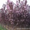 熱銷紅葉櫻花小苗 自產自銷價格優惠 鮮紅花 沭陽園林2公分