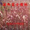 苗圃批發綠化苗木 紅瑞木 精選紅瑞木苗 品種優 規格全
