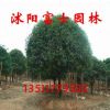 桂花小苗 桂花樹苗批發 綠化苗木 品種優 規格齊全