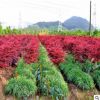 直銷綠化苗木 工程樹苗 樹苗庭院小區日本紅楓三季紅紅楓小苗批發