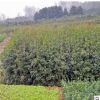 批發供應 桂花樹苗 桂花苗 桂花樹 八月金桂綠化苗木