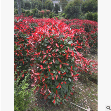 直供紅葉石楠柱  紅葉石楠柱園林綠化景點(diǎn)灌木批發(fā)