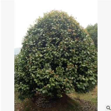 茶花批發(fā)工程綠化苗木茶花樹