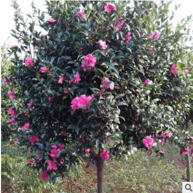 湖南高桿茶梅批發 湖南苗圃基地直供高桿茶梅 貨源充足 規格齊全