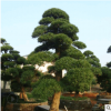 園林羅漢松樹  造型羅漢松 造型多樣 韻味獨特 羅漢松價格優