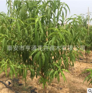 園藝場出售桃樹苗 多種規格嫁接桃樹苗 山東優質桃樹苗