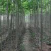 杜仲樹苗 1-8公分綠化行道樹小苗公園