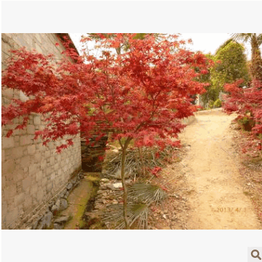 風景樹彩色綠化工程用紅楓小苗 紅楓樹苗 紅楓嫁接苗大葉楓楓子樹
