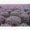 優(yōu)質(zhì)彩色苗木紅花檵木 精品紅花檵木球賤價(jià)批發(fā)