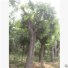 樸樹(shù)大量銷售 野生樸樹(shù)  移植大骨架帶冠批發(fā)價(jià)格
