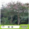 批發(fā)紫薇樹苗 美國紫薇 紫薇苗庭院綠化植物