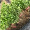 大葉黃楊樹苗 綠化苗木 大葉黃楊小苗 園林綠化工程苗