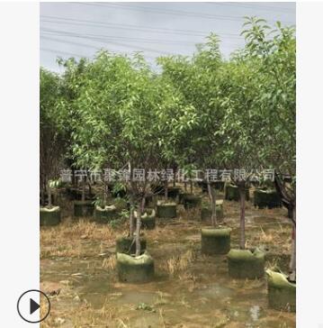 揭陽桃樹產地，中山桃樹基地