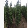 廣東龍柏2米高袋苗。揭陽基地直銷