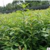 木荷苗荷木種苗基地直供 常綠喬木苗圃直供園林批發(fā)