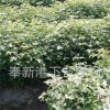 專業供應苗木批發綠化園林苗木 花卉 基地批發園林綠化楓樹苗