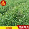 專業供應苗木批發綠化園林苗木 花卉 規格齊 全綠化苗木杜英苗
