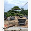 精品造型日本大阪松 五針?biāo)?羅漢松 黑松 城市園林綠色景觀