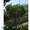 批發(fā)米蘭 芳香濃郁 雅氣十足 多年生 米蘭 各種綠化