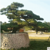 苗圃種植 行道觀賞松樹 造型白芽松 綠化苗木 易成活 質(zhì)優(yōu)價優(yōu)