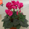 批發(fā)仙客來花卉盆栽 年宵花卉仙客來花苗 四季開花