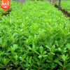 海桐苗 海桐樹苗 海桐球四季常青氣味芳香驅(qū)蚊蟲綠植物圍墻綠籬笆