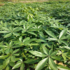 批發園林植物綠化樹瓜栗發財樹
