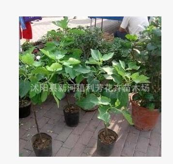 無花果樹苗批發(fā)盆栽地栽青皮紫果當年結果包成活果樹苗