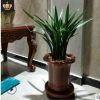 矮種清香型 蘭花苗【香妃】四季蘭 建蘭 花盆栽室內(nèi)花卉綠植好養(yǎng)