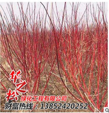 批發(fā)紅瑞木綠化苗 觀賞價值高 庭院工程 耐寒植物 園林綠化植物