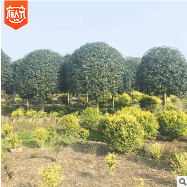 綠化基地批發桂花樹 園林綠化工程苗 常綠喬木花卉 八月桂花盆栽