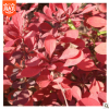 紅葉小檗色塊苗批發 綠化苗木基地 園林綠化風景樹苗 灌木花苗