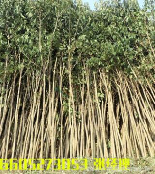大葉女貞樹苗批發基地苗圃直供園林工程綠化用苗大葉女貞全規格苗