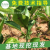 嫁接丑橘樹丑八怪丑柑苗 不知火果樹苗批發(fā) 嫁接不知火丑橘苗