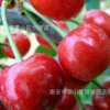 大量批發大紅燈櫻桃0.6-3公分庭院地栽盆栽果樹苗產量豐盛