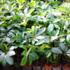 廠家直供 批發(fā)優(yōu)質(zhì)鴨腳木花 鴨腳木苗 鵝掌柴 鵝掌藤代購(gòu) 廠家直銷(xiāo)