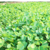 優(yōu)質(zhì)移植香樟木 米徑20公分移植香樟批發(fā)