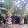 多規(guī)格優(yōu)質(zhì)加拿利海棗樹(shù)零售批發(fā)
