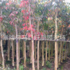 物美價(jià)廉優(yōu)質(zhì)大葉紫薇移植袋苗批發(fā)**只要120元