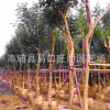 福建黃花風(fēng)鈴木移植苗 黃花風(fēng)鈴木價(jià)格優(yōu)惠