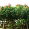 南陽長遠花季種植供應供應欒樹苗/欒樹小苗 北京欒樹 黃山欒樹苗/規格齊全