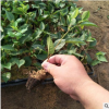 基地直銷大棚種植櫻桃苗 如何管理種植 育禾指導