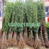 速生大葉女貞批發(fā) 高桿女貞小苗 綠化工程小苗 綠化環(huán)境 高桿女貞