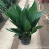批發(fā)一葉蘭 客廳室內(nèi)水培觀葉植物花卉 四季常青綠植盆景凈化空氣