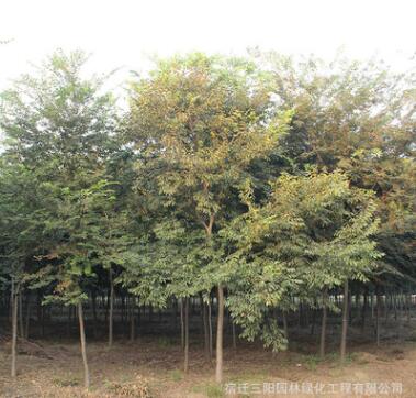 基地批發(fā)櫸樹 櫸樹小苗 紅櫸樹 各種規(guī)格齊全