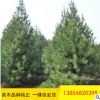 大量出售2-3米華山松 工程綠化用華山松 帶土球發貨華山松樹