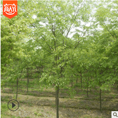 基地直銷工程綠化苗木櫸樹 紅櫸樹苗規(guī)格齊全 紅櫸樹 街道防護(hù)樹