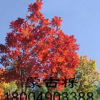 大量！遼中櫟 柞樹 棹樹蒙古礫五角 五角楓球 叢生五角風 蒙古櫟