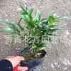 福建花卉 室內觀葉盆景 四季長青植物 批發基地
